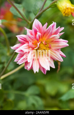 GROS PLAN D'UNE SEULE FLEUR DE DALIA À RAYURES ROSE ET BLANC. Banque D'Images
