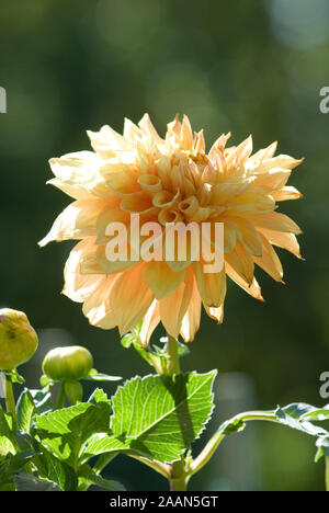GROS PLAN D'UNE SEULE FLEUR DE DALIA ORANGE PÂLE ÉCLAIRÉE PAR LE SOLEIL PAR DERRIÈRE. Banque D'Images