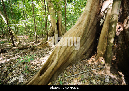 Butresses de forêt tropicale d'arbres dans le Parc National de Tangkoko, nord de Sulawesi en Indonésie. Banque D'Images