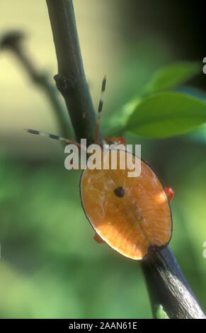 ORANGE-BRONZE IMMATURES OU BOGUES STINK BUG (MUSGRAVEIA SULCIVENTRIS). Ce parasite peut causer de graves dommages aux arbres d'agrumes. Banque D'Images