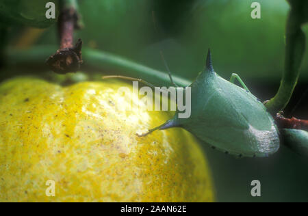 INSECTE DU BOUCLIER VERT COMMUN ÉGALEMENT CONNU SOUS LE NOM DE BUG VERT PUANT (PALOMENA PRASINA) UN PARASITE DU JARDIN VU ICI SUR LES AGRUMES. Banque D'Images