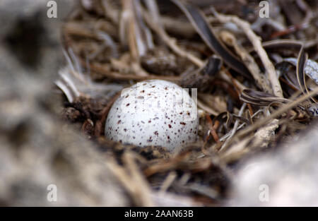 Sterne bridée egg in nest (Onychoprion anaethetus, dans l'ouest de l'Australie. Banque D'Images