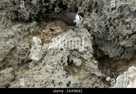 Sterne bridée (Onychoprion anaethetus) sur un promontoire rocheux, l'ouest de l'Australie. Banque D'Images