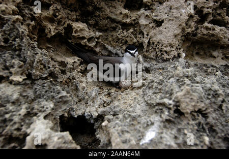 Sterne bridée (Onychoprion anaethetus) assis sur son nid avec un œuf visible, l'ouest de l'Australie Banque D'Images