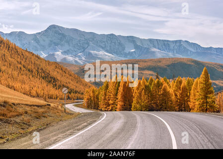 Paysage d'automne avec une route asphaltée sinueuse vers les montagnes, couvertes de neige et de la forêt d'or et de mélèzes. La Russie, de l'Altaï Banque D'Images