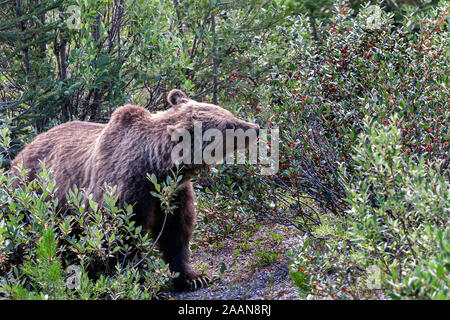 Grizzli est à la recherche de nourriture dans le parc national de Banff, Alberta, Canada Banque D'Images