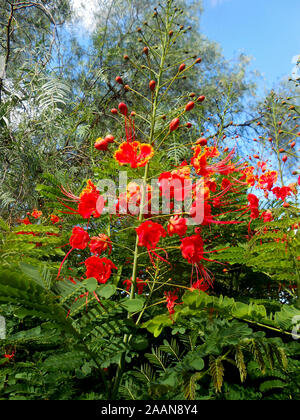 Le rouge et jaune fleur d'un oiseau de paradis mexicain au Mont plante Coo Tha Botanical Gardens Brisbane Queensland Australie Banque D'Images