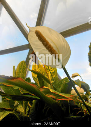 Une fleur de lys de paix de plus en plus du chef de l'Tha Botanical Gardens Brisbane Queensland Australie Banque D'Images