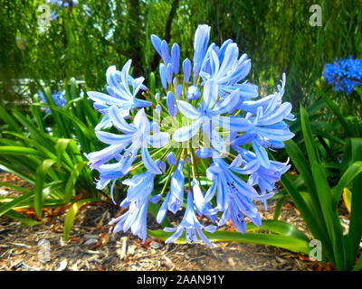 Agapanthus fleurit au Mont Coo Tha Botanical Gardens Brisbane Queensland Australie Banque D'Images