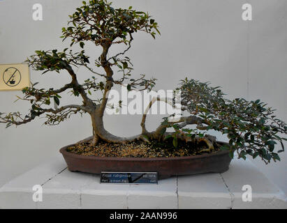 Bonsai arbres au mont Coo Tha Botanical Gardens Brisbane Queensland Australie Banque D'Images