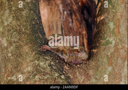 Tarsier Tarsiers, Tarsius, se reposant dans un trou d'arbre sont endémiques à l'île de Sulawesi, Indonésie Parc National de Tangkoko. Banque D'Images