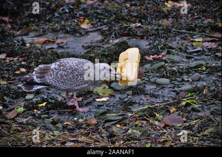 Une mouette de manger un repas à emporter en polystyrène fort à Aberystwyth le port à marée basse Banque D'Images