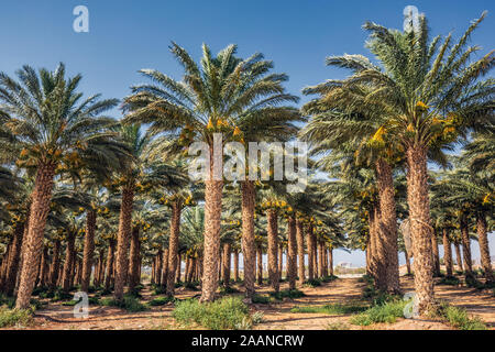 Les Dattiers ont une place importante dans l'agriculture dans le désert avancée Moyen-orient près d'Eilat, Israël Banque D'Images