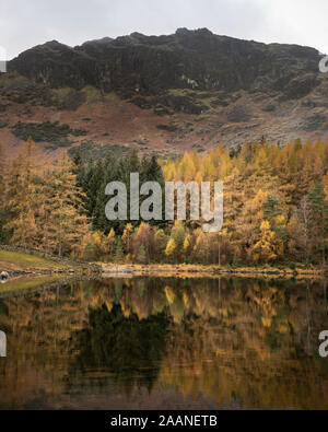 De superbes paysages de l'automne automne dynamique de Blea Tarn avec des couleurs d'or reflète dans lake Banque D'Images