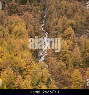 Bel Automne Automne paysage de mélèze forêt avec cascade et la rivière qui coule à travers de haut en bas de l'image Banque D'Images