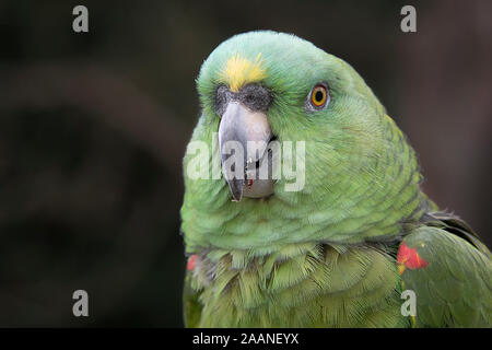 Un gros plan tête portrait d'une couronne jaune amazon ou jaune verdâtre, perroquets Amazona ochrocephala, une espèce d'oiseau tropical originaire d'Amérique du Sud Banque D'Images