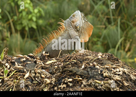 Ou commun Iguane vert (Iguana iguana) mâle adulte dans la reproduction des couleurs, menace agressif de posture, Turrialba, Costa Rica, octobre Banque D'Images