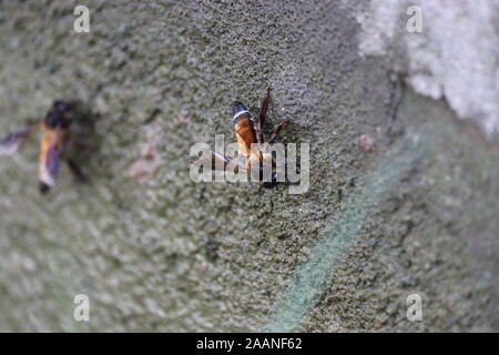 Close up of giant abeille (Apis dorsata) de l'eau potable dans l'été, vue de côté. Banque D'Images