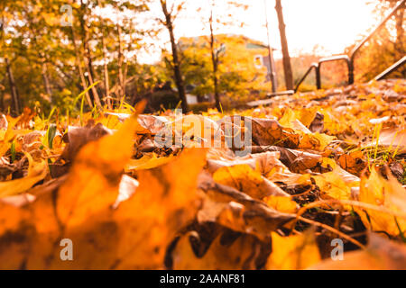 Autumn esclaves sur le sol au soleil rougeoyant Göteborg, Suède Banque D'Images