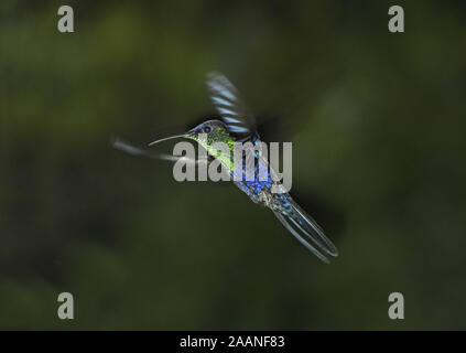 Violet-capped Woodnymph Hummingbird (Thalurania glaucopis) mâle en vol, Turrialba, Costa Rica, octobre Banque D'Images