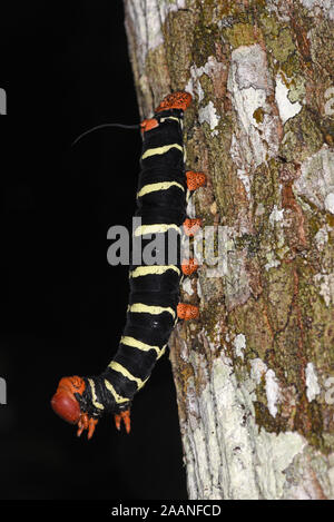 Ou Sphinx Tetrio Pseudosphinx tetrio Frangipani (Sphynx) taille adulte dernier stade chenille sur tronc d'arbre, parc national de Manu, Pérou, Novembre Banque D'Images