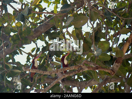 Les prédateurs de Kingfisher. Paire de Kingfisher Halcyon (arbre) smymensis ont volé de poussin Bird's Nest, tue sur branch, tente de l'avaler. Observ unique Banque D'Images