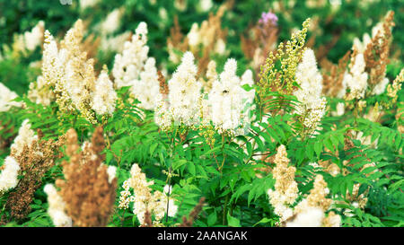 Spiraea à feuilles étroites (Spiraea alba) dans un pré dans une clairière de la forêt Banque D'Images