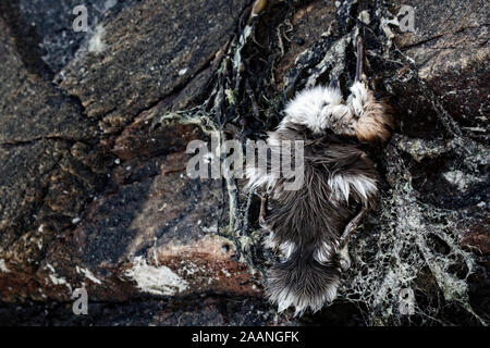 Le petit canard, canards harle birdy perdu. Peut-être que chick est mort à cause de la pollution de l'eau, l'empoisonnement d'animaux Banque D'Images