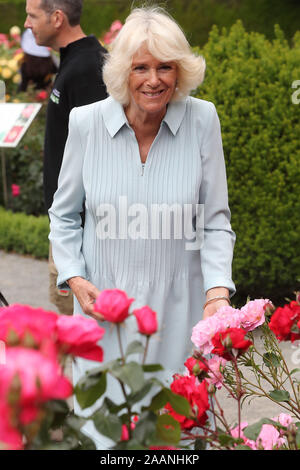 La duchesse de Cornouailles au cours d'une visite à la Christchurch Botanic Gardens, le septième jour de la visite royale de Nouvelle-Zélande. PA Photo. Photo date : Samedi 23 Novembre, 2019. Voir PA story ROYALS Charles. Crédit photo doit se lire : Chris Jackson/PA Wire Banque D'Images