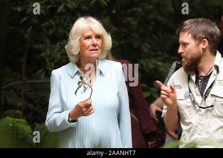 La duchesse de Cornouailles au cours d'une visite à la Christchurch Botanic Gardens, le septième jour de la visite royale de Nouvelle-Zélande. PA Photo. Photo date : Samedi 23 Novembre, 2019. Voir PA story ROYALS Charles. Crédit photo doit se lire : Chris Jackson/PA Wire Banque D'Images