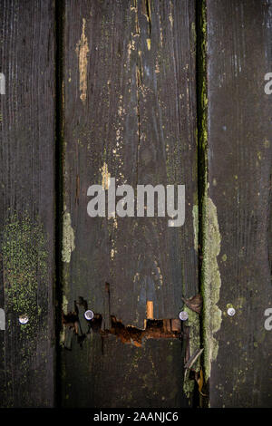 Planches en bois patiné craquelé avec Moss. Surface texture bois Banque D'Images