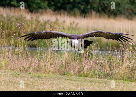 Vautour de rüppell vautour fauve Banque D'Images