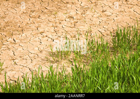 Champ de blé avec de vastes zones improductives - concept de la famine Banque D'Images