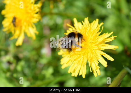 Bourdon sur fleur de pissenlit Banque D'Images