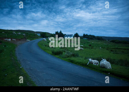 Prévoir des moutons au repos dans une région vallonnée, vert pâturage après le coucher du soleil, au cours de l'heure bleue, le long d'une seule voie, route de campagne et l'île de Skye, en Ecosse, Banque D'Images