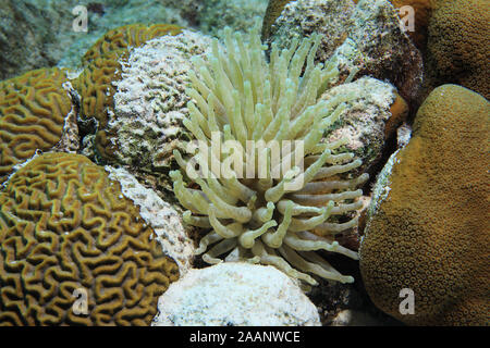 Géant des Caraïbes (Condylactis gigantea anémone) sous l'eau dans la mer des caraïbes de Bonaire Banque D'Images