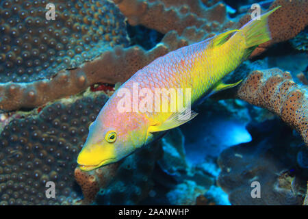 Cochons espagnol (Bodianus rufus) sous l'eau dans la mer des caraïbes de Bonaire Banque D'Images