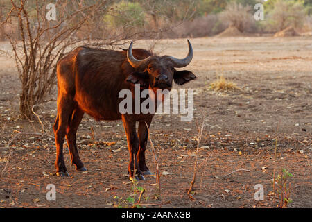 Buffle d'Afrique - Syncerus caffer ou buffle est un grand l'Afrique subsaharienne. Portrait dans le bush au Zimbabwe avec Red-billed Oxpecker (Bu Banque D'Images