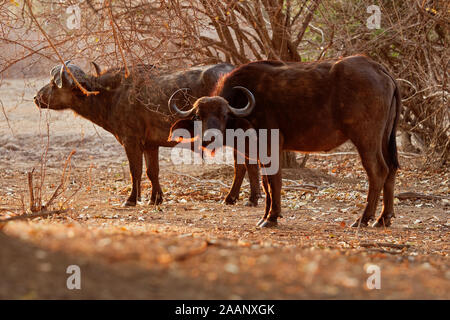 Buffle d'Afrique - Syncerus caffer ou buffle est un grand l'Afrique subsaharienne. Portrait dans le bush au Zimbabwe avec Red-billed Oxpecker (Bu Banque D'Images