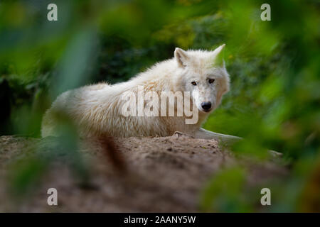 Loup arctique Canis lupus arctos, titre photo, fond vert, Portrait, portant sur la bosse derrière les branches vertes. Banque D'Images