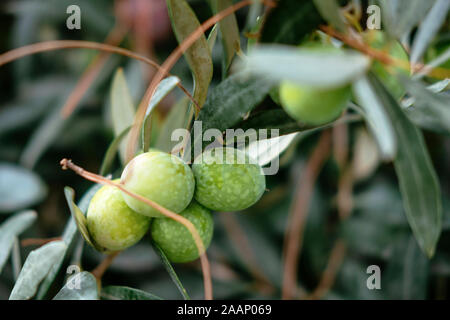 Branche avec olives vertes mûres bouquet close up. Plante méditerranéenne traditionnelle, de délicieux fruits naturels, l'huile d'olive bio ingrédient. Tree twig avec l Banque D'Images