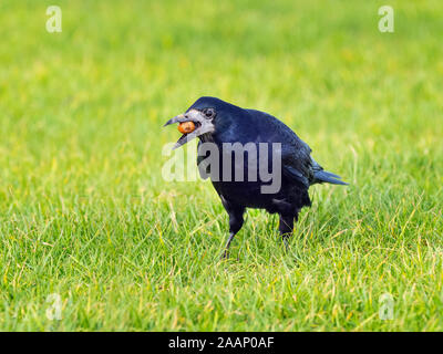 Corvus frugilegus Rook se nourrissant de Norfolk noisette Banque D'Images