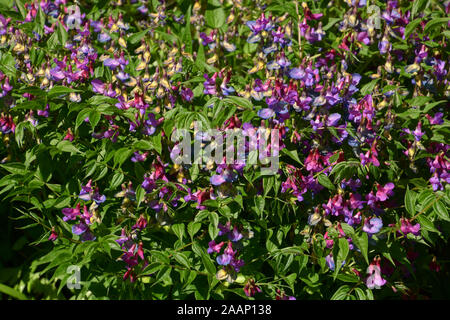 La vesce de printemps fleurs de printemps background, close-up view de lathyrus vernus gesse de printemps ou en fleur Banque D'Images