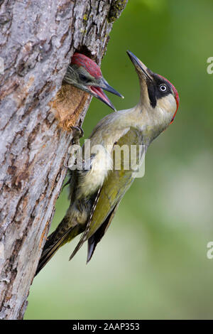 Grünspecht Alt- und Jungvogel Banque D'Images
