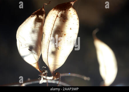 Colutea arborescens' les coupelles de semences, la lumière du soleil Banque D'Images