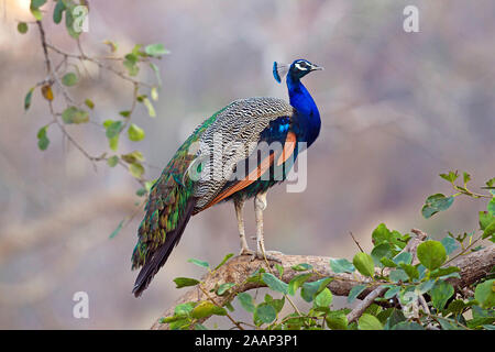 Blauer Pfau auf ruhend Ast Banque D'Images