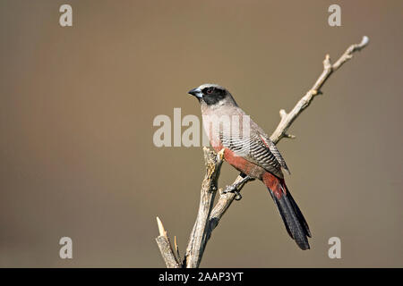 | Elfenastrild Estrilda erythronotus cheeked Waxbill Noir - Elfenastrild Maennchen Ondekaremba ferme, Namibie Banque D'Images