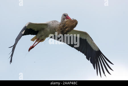 Cigogne blanche à maturité, avec le matériel pour la construction du nid dans son bec Banque D'Images