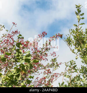 Fruits rouges sur le dessus des branches de l'Aubépine Crataegus monogyna / arbre sur fond de ciel bleu. Petits fruits Fruits rouges automne concept. Une fois utilisés, l'Aubépine dans les recours. Banque D'Images