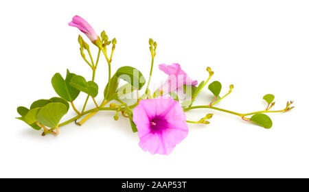 L'Ipomoea pes-caprae, également connu sous le bayhops beach, gloire du matin ou le pied de chèvre. Isolé Banque D'Images